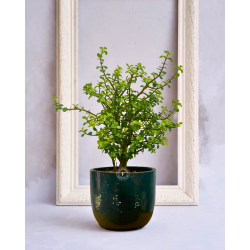 Árbol de la Abundancia