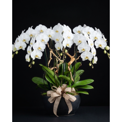 Thailand / Arrangement