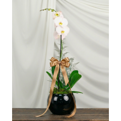 La Exquisita Orquídea