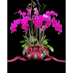Singapur / Arrangement