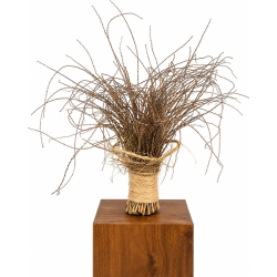 Nest of the Wind