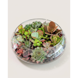 Terrarium
