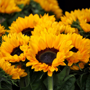 YELLOW JUNE