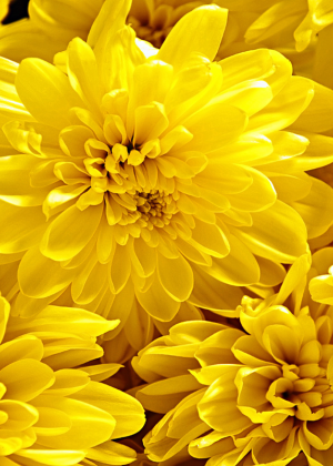 FLORES AMARILLAS