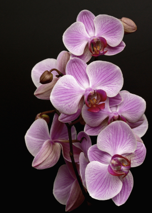 ORQUÍDEAS Y PLANTAS